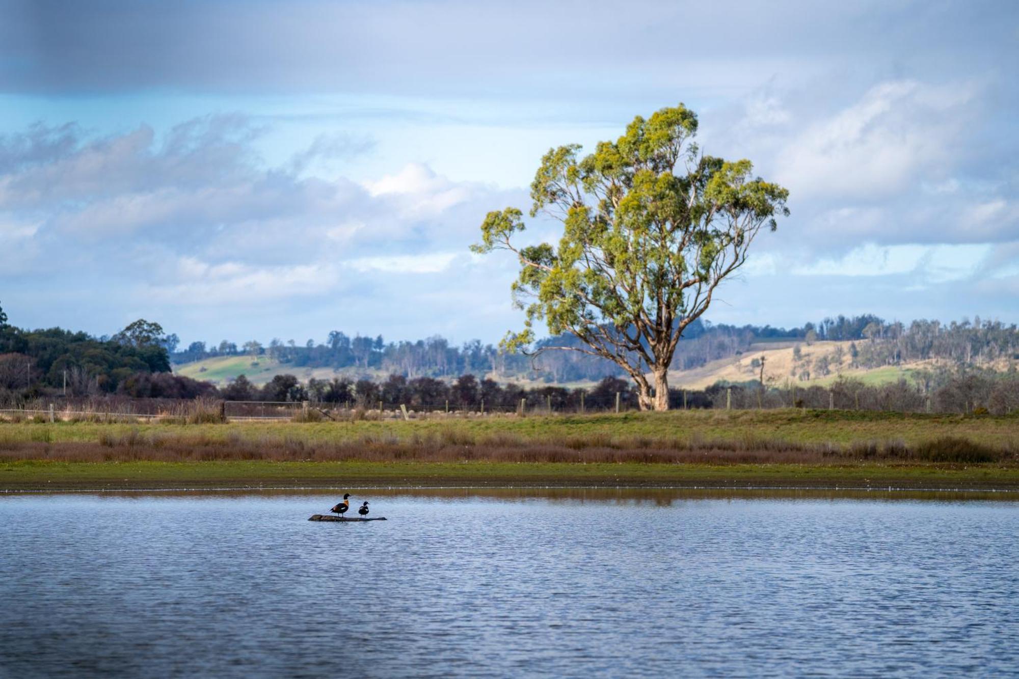 Blackwood Park Cottages Mole Creek Exterior foto