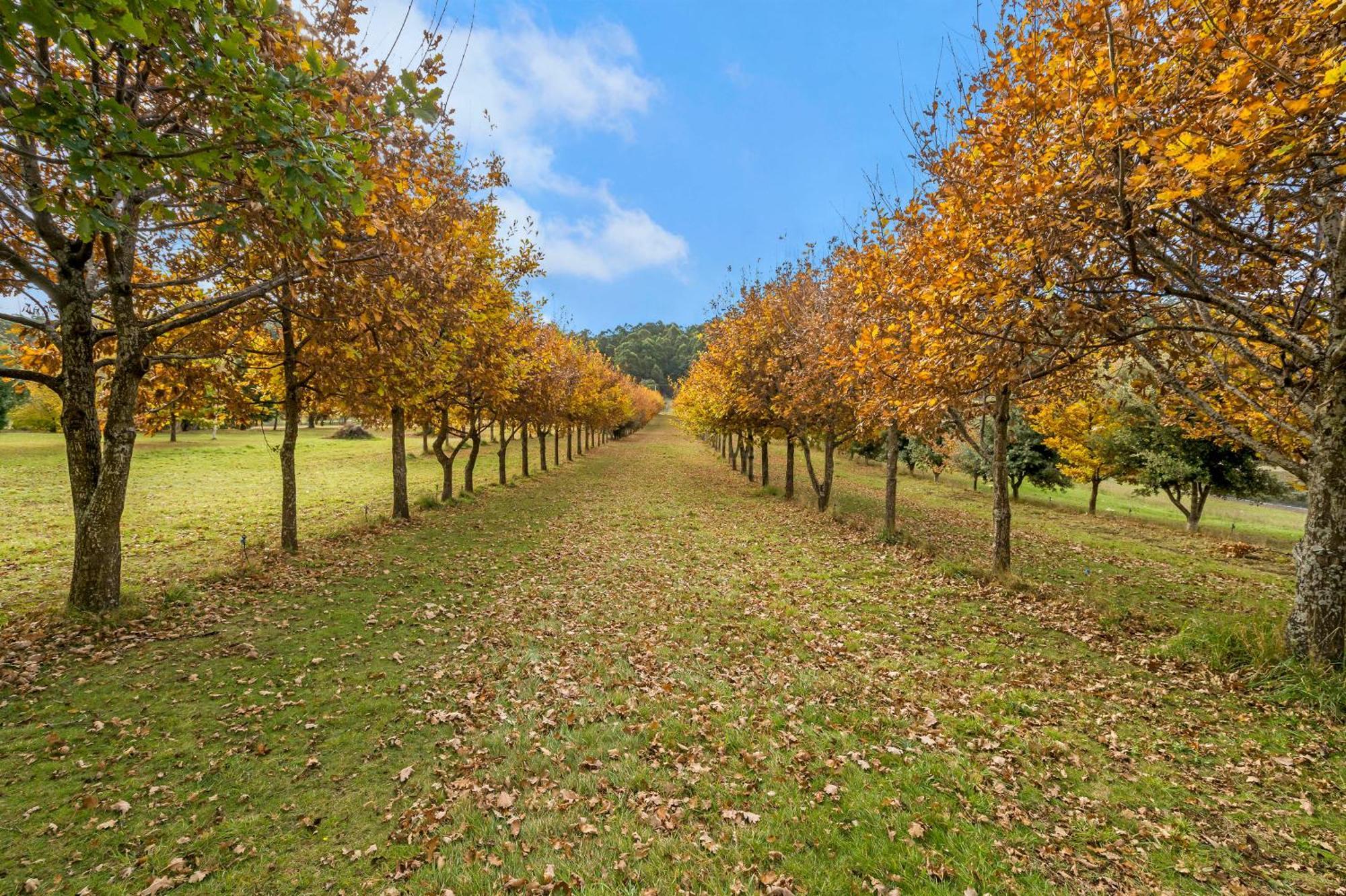 Blackwood Park Cottages Mole Creek Exterior foto