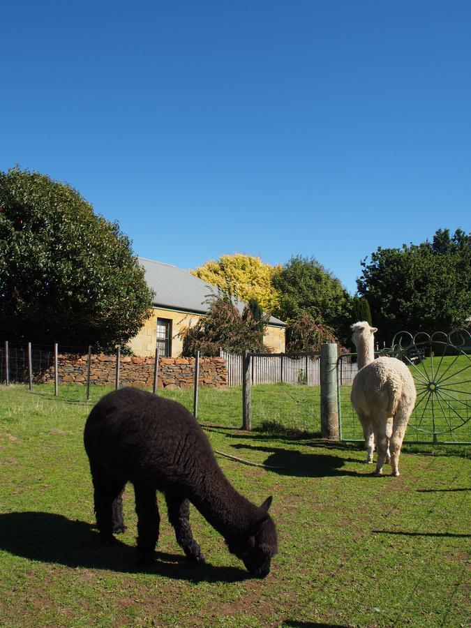 Blackwood Park Cottages Mole Creek Exterior foto